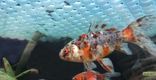 Koi hal úszik egy tóban, a felszínen kültéri takarólabdák lebegnek.