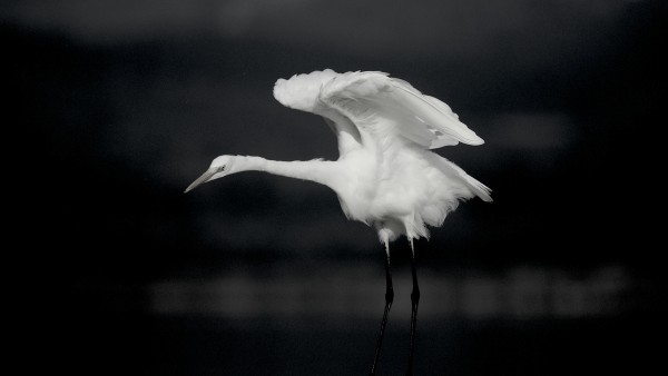 ShadeBalls - Birdstrike Prevention and Water Quality Solutions for Airports