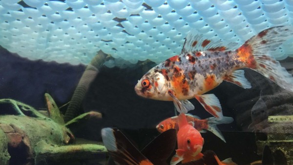 There is a cheap approach to winterize your fish ponds, which many people are unaware of. Do you realize it?