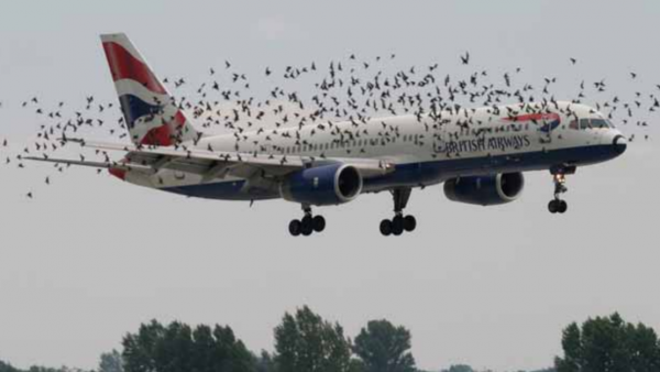 A safe, birdless airport? It’s possible!